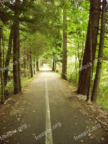 Bike Path Forest Green Nature Path