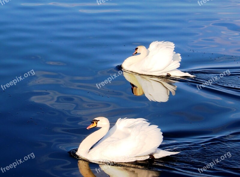 Swans Couple Pride Plumage Lake