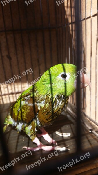 Bird Parakeet Green Free Photos