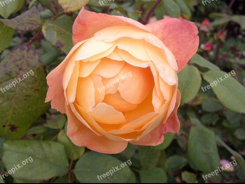 Rose Flower Peach Color Nature Free Photos