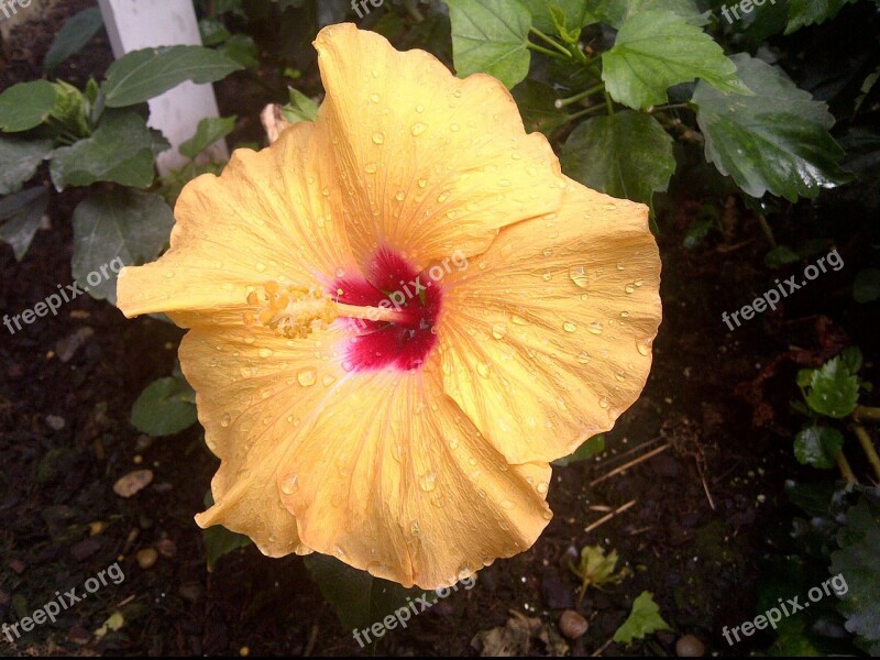 Hibiscus Flower Nature Tropical Free Photos