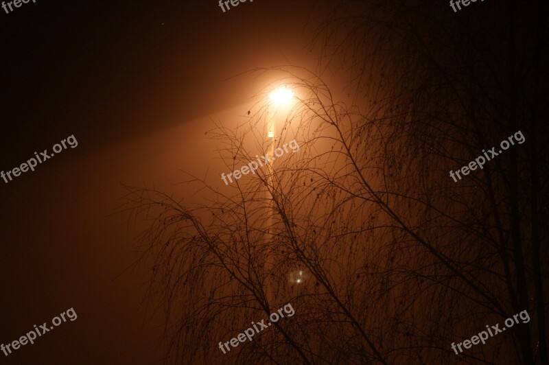 Lantern Street Lamp Tree Evening Branches