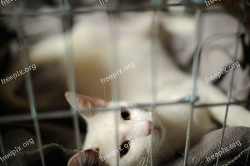 Disease Rest Prison White Cat Damage