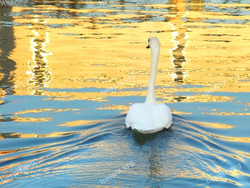 Swan Lake Reflection Water Free Photos