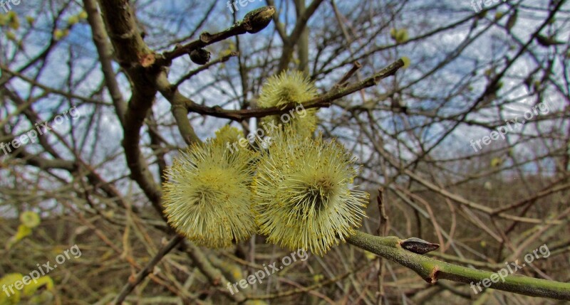 Barka Spring Wood Nature Free Photos