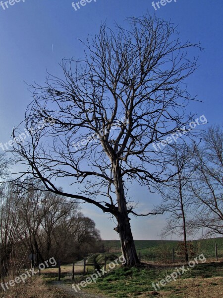 Wood Lonely Still Life Landscape Hungary