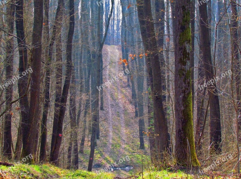 Spring Forest Tour Road Footpath