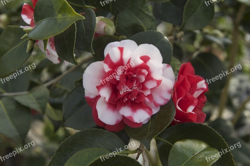 Nature Flower Camellia Camellia Japonica Flora