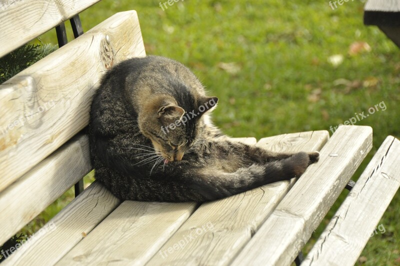 Cat Wooden Bench Animal Nature Cozy