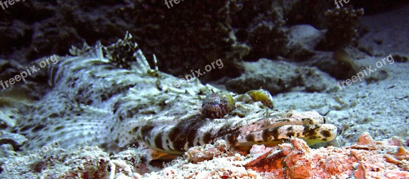 Diving Underwater Crocodile Fish Water Sea