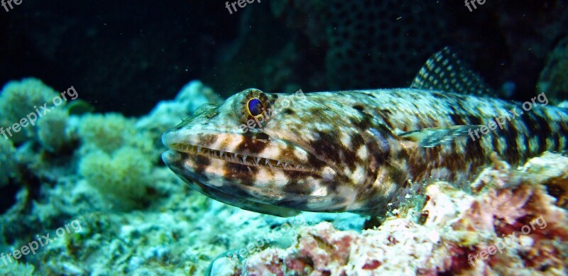 Diving Underwater Lizard Fish Coral Underwater World