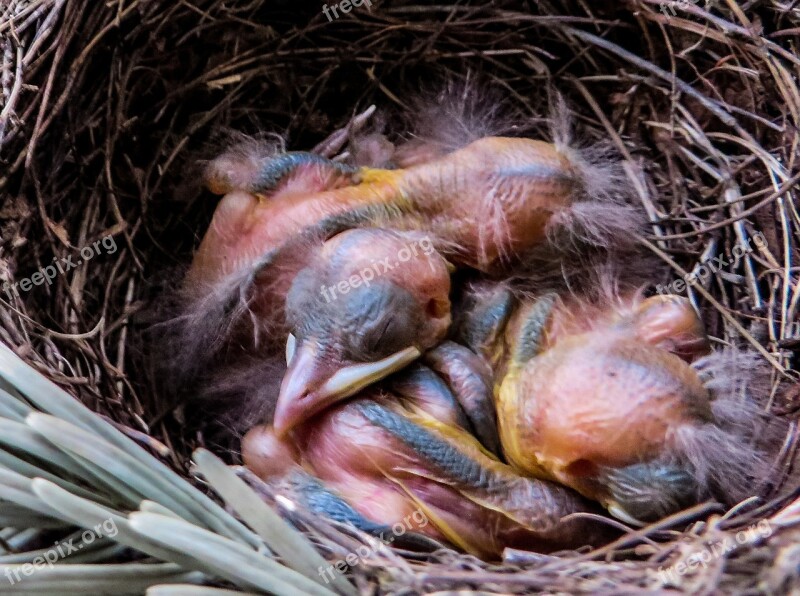 Bird Blackbird Blackbird Nest Nest Bird Young