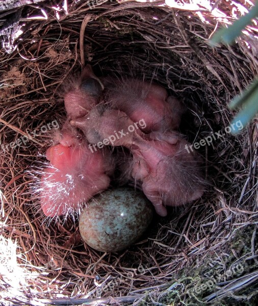 Bird Blackbird Blackbird Nest Nest Bird Young