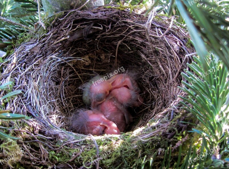 Bird Blackbird Blackbird Nest Nest Bird Young