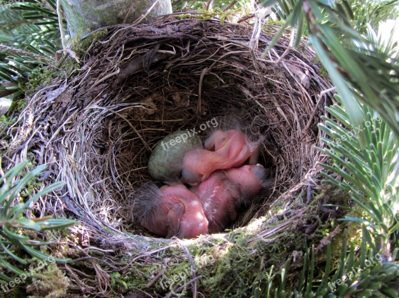 Bird Blackbird Blackbird Nest Nest Bird Young