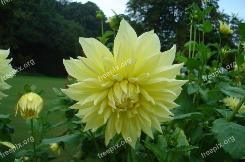 Flower Park Yellow Nature Prato