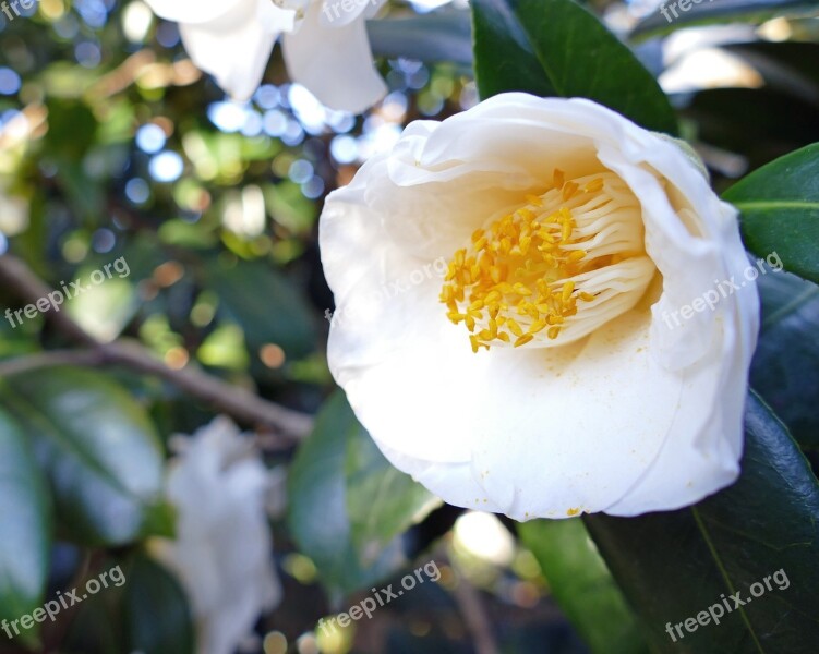 Japanese Camellia White Large Blooms Bush Tree