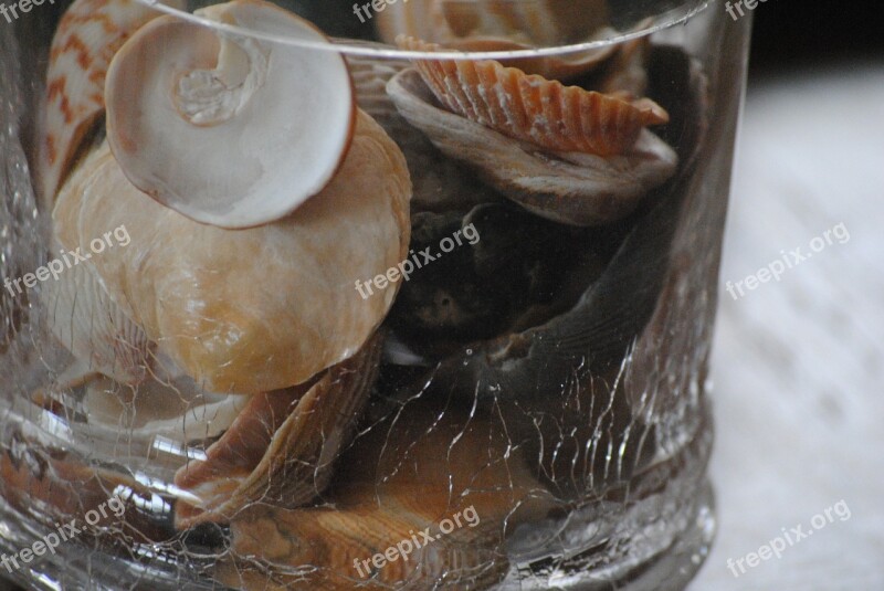 Seashells Glass Container Sea Summer