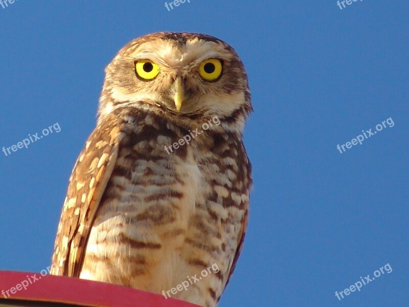 Owl Animal Birds Free Photos