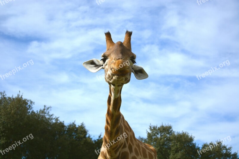 Giraffe Animals Zoo Wild Free Photos