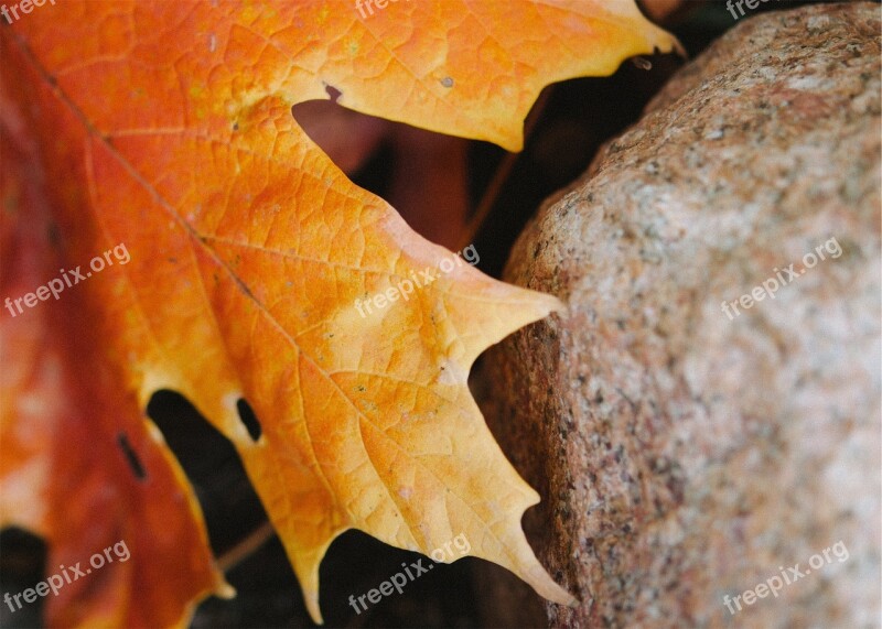 Maple Leaf Brown Autumn Maple Leaf