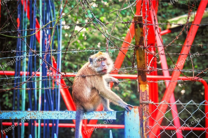 Monkey Animal Chainlink Fence Barbed Wire