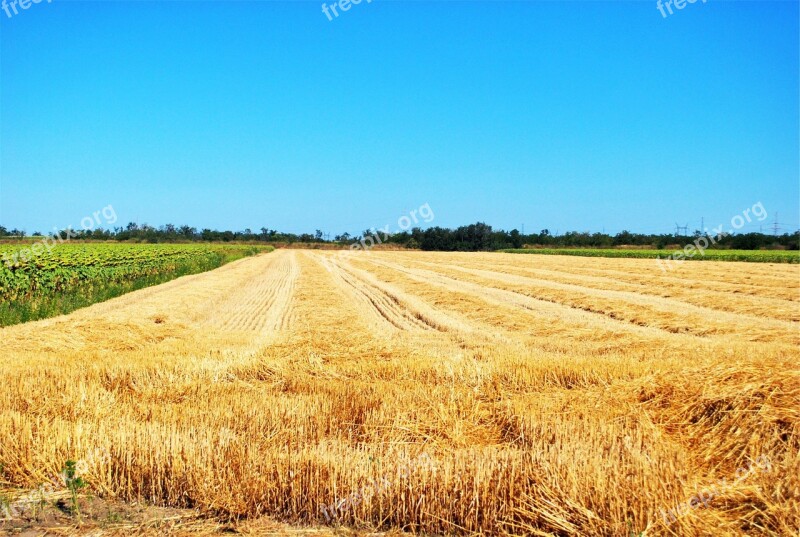 Farm Fields Crops Rural Country