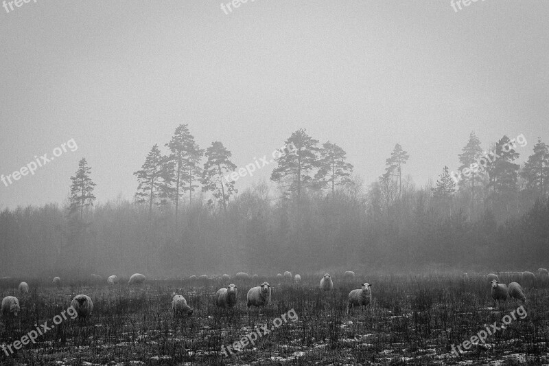 Sheep Animals Fields Plants Trees