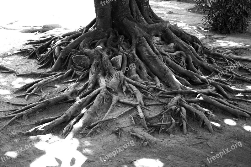 Tree Roots Black And White Free Photos