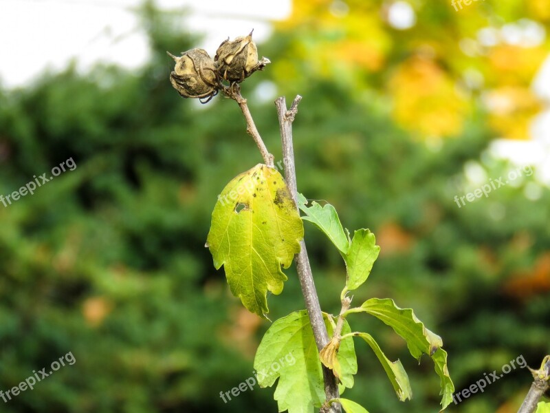 Green Plants Dry Withered Nature