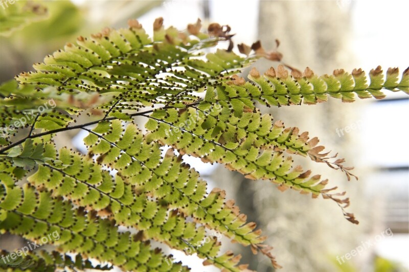 Fern Plant Green Leaves Free Photos