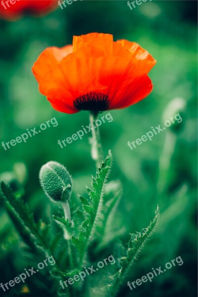 Poppy Red Flower Summer Opium