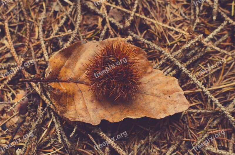 Brown Leaf Ground Sticks Nature