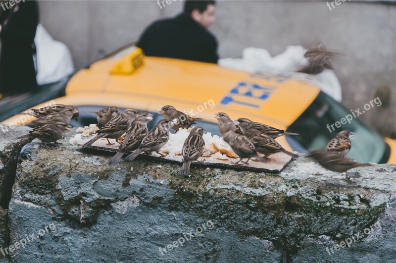 Birds Eating Food Animals Free Photos