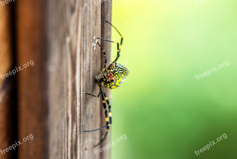 Spider Affix Green Insects Free Photos