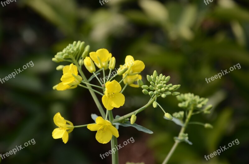 Yellow Rape Free Photos