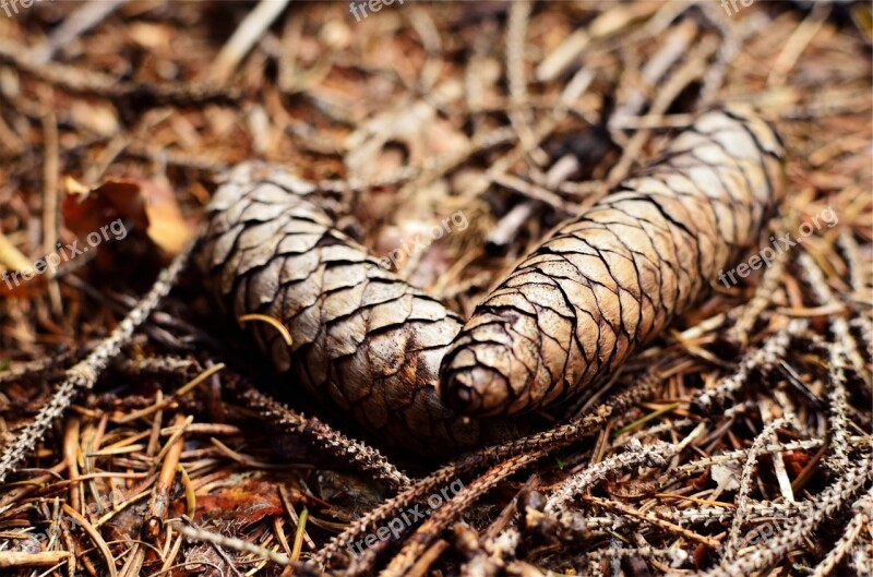 Pine Cones Ground Brown Forest Forest Floor