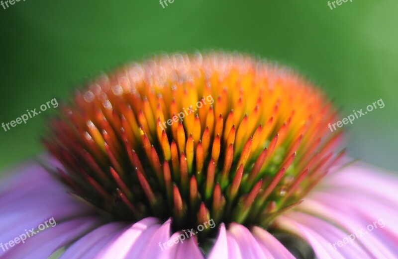 Echinacea Flower Bud Herbal Free Photos