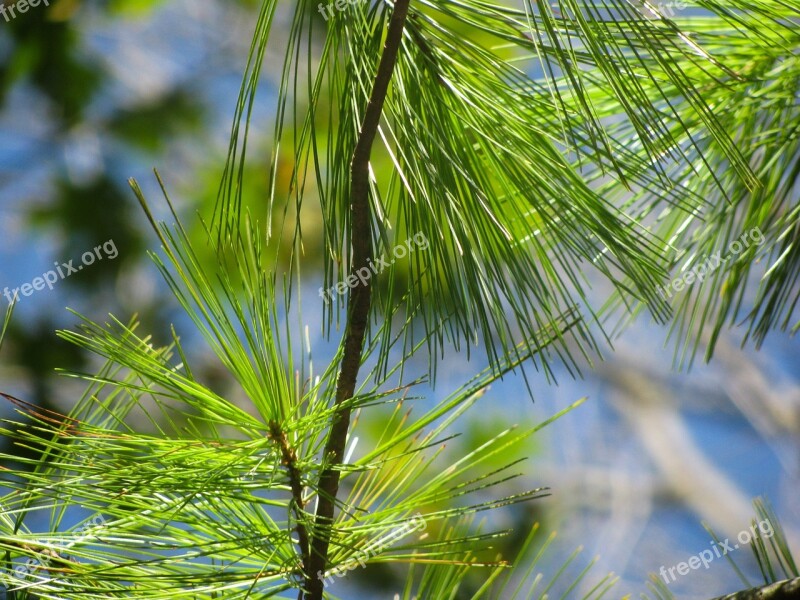 Green Tree Pines Needles Free Photos