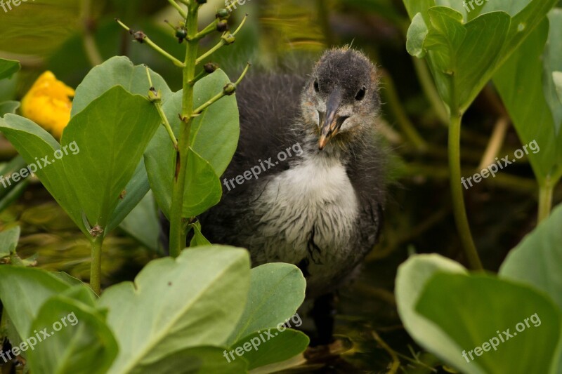 Coot Bird Animal Plants Lilies