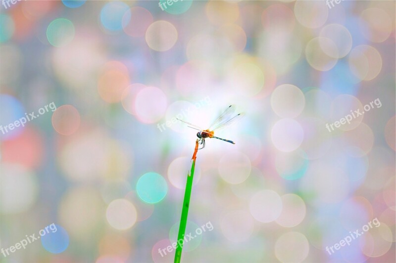 Dragonfly Insect Plant Blurry Free Photos