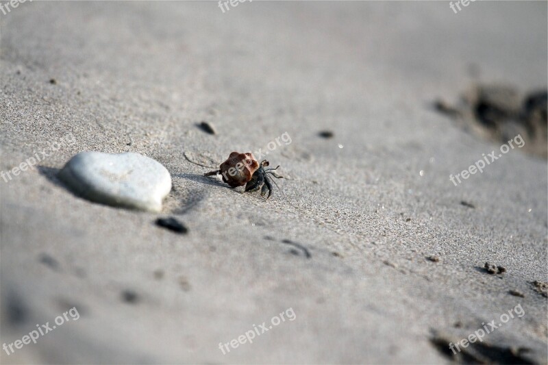 Crab Shell Sand Free Photos