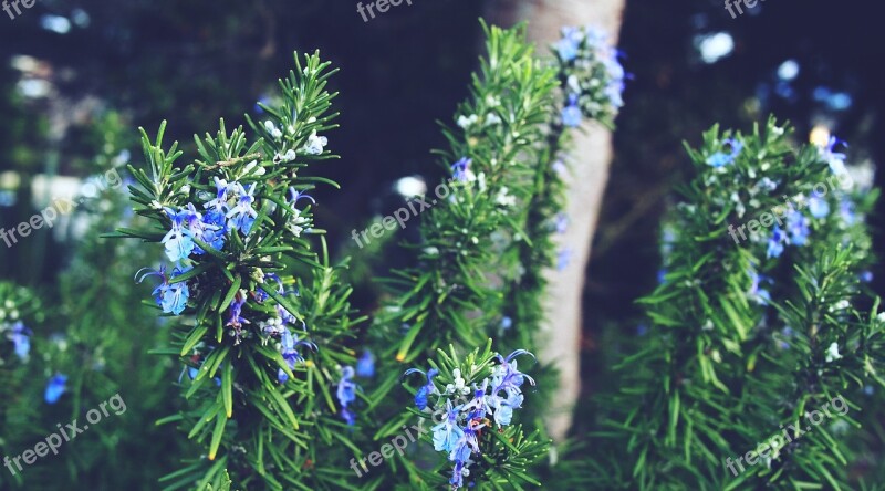 Pine Leaves Flowers Green Free Photos