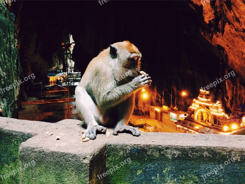 Monkey Animal Ape Sitting Free Photos