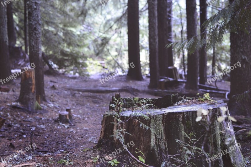 Trees Stumps Forest Woods Nature