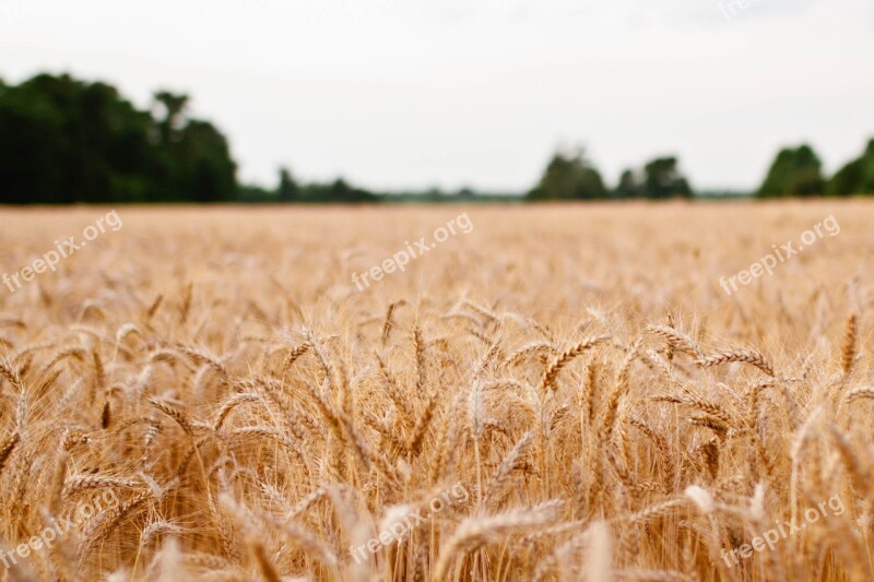 Wheat Plants Fields Agriculture Free Photos