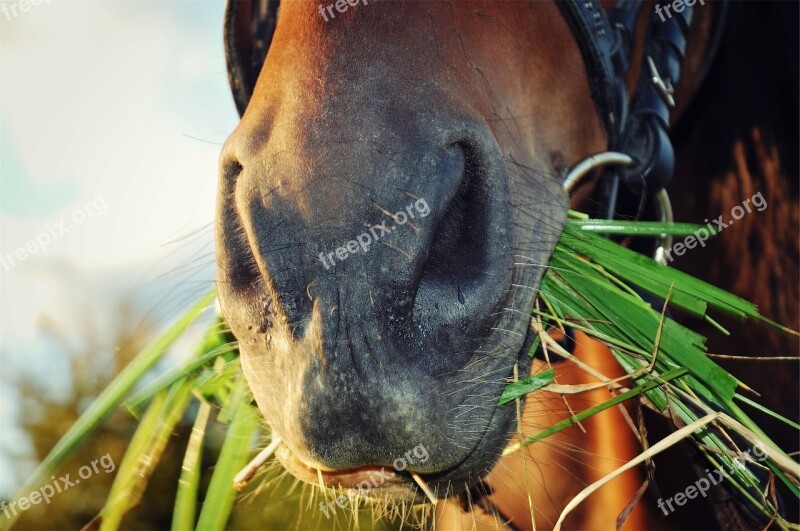 Horse Eating Grass Animal Free Photos