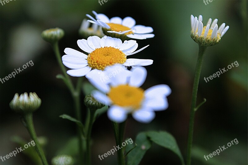 Daisy Daisies Flowers Garden Free Photos