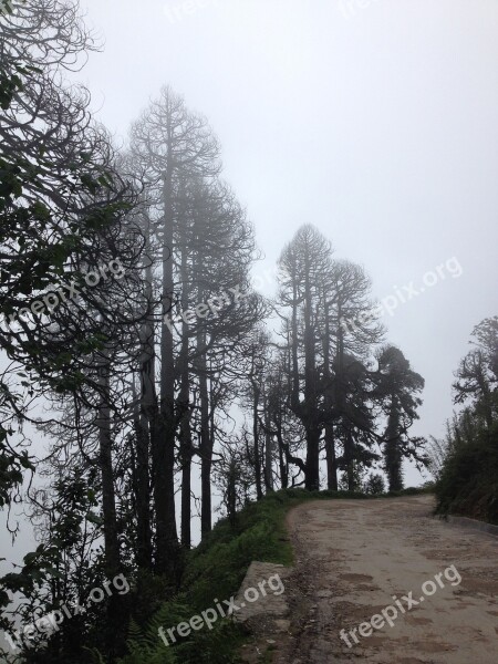 Dirt Road Trees Sky Grey