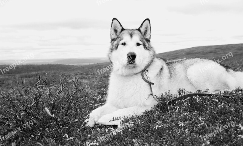 Alaskan Malamute Wolf Dog Fjeld